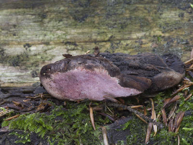 Fomitopsis rosea